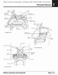Anatomy Drawing Book Download Unique Collection Coloring Pages For Integumentary System Anatomy Coloring Book Coloring Books Cat Coloring Book