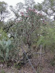 Image result for Opuntia imbricata