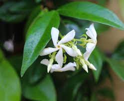 Growing Star Jasmine Vine How And When To Plant Star Jasmine In The Garden