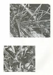 Image result for Lindackeria fragrans