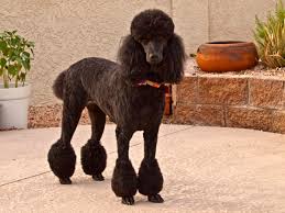 15 Facts About Black Poodles - HubPages