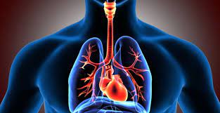 Alveoli alveoli adalah percabangan bronkhioli diameter sekitar 0,5 mm dengan ujung buntu membentuk kantung disebut alveolus.fungsi : Sistem Pernapasan Manusia 15 Nama Alat Pernapasan Fungsinya