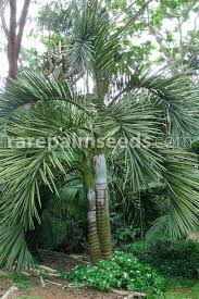 Image result for Monopsis decipiens