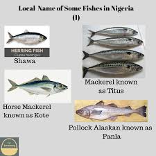Nigeria Fishes And Their Local Names Fish Let It Be Names