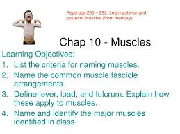 There are around 650 skeletal muscles within the typical human body. Ppt Chap 10 Muscles Powerpoint Presentation Free Download Id 445716