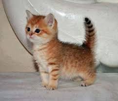Smallest Cat In The World Kittens Cutest Cute Cats Baby Cats