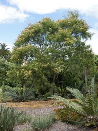 Image result for Buchnerodendron