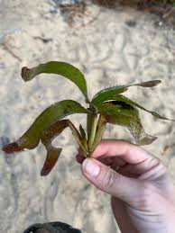 Image result for Thalassia hemprichii