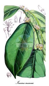 Image result for Icacinaceae