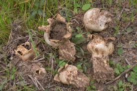 Image result for Scleroderma polyrhizon