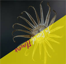 Maybe you would like to learn more about one of these? Music In Lieu Of Flowers