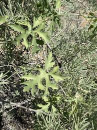 Image result for Coccinia rehmannii