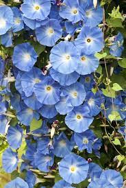 The Surprising Meanings Behind Your Favorite Flowers Blue Flowers Garden Morning Glory Flowers Blue Morning Glory