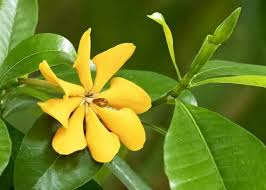 Image result for Gardenia subacaulis