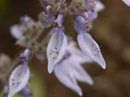 Image result for Coleus barbatus