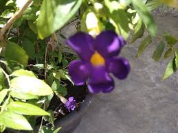 Check spelling or type a new query. Gambar Bunga Berwarna Ungu