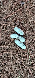 The yorkie poo breed of dog, despite being a small sized dog, are highly energetic. The Elusive White Dog Poo Pics