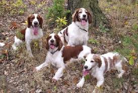 Image result for velššpringršpaněl