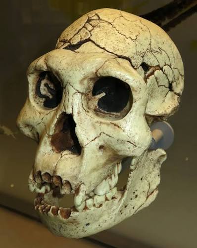 Homo erectus - the Dmanisi Site