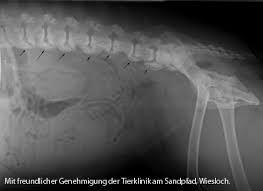 Spondylosen Enpevet