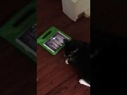 cat vs ipad cat mouse cat app ipad