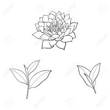 Trouver des images haute résolution de qualité dans la banque d'images getty images. Vector Sketch Cartoon Lotus Flower Blossom Blooming Tea Leaves Royalty Free Cliparts Vectors And Stock Illustration Image 84861772