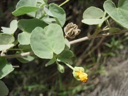 Image result for Abutilon sonneratianum