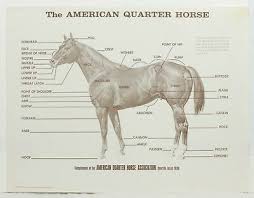 American Quarter Horse 50th Anniversary Poster 1940 1990