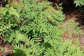 Image result for Osmunda regalis