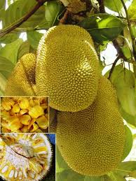 Apple fruit trees grow to between 13 and 40 ft. Jackfruit Tree Seed Tropical Novelty Jamaican Caribbean Asian Favorite Jackfruit Tree Tropical Fruits Jackfruit Seeds