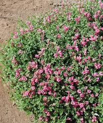 Image result for Scutellaria schweinfurthii