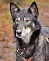 Alaskan Husky Dog Breed Information and Pictures