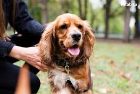 Meskipun anjing merupakan hewan peliharaan yang setia, nyatanya hewan ini juga membawa penyakit mematikan. Punca Utama Kepada Penyebaran Virus Rabies Dibawa Oleh Anjing