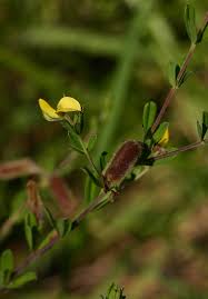 Image result for Crotalaria caudata