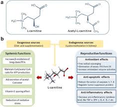 Maybe you would like to learn more about one of these? Role Of L Carnitine In Female Infertility Abstract Europe Pmc