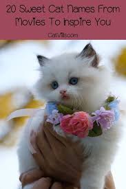 20 Sweet Cat Names From Movies To Inspire You Catvills Cute Cat Names Cat Names Cat Adoption