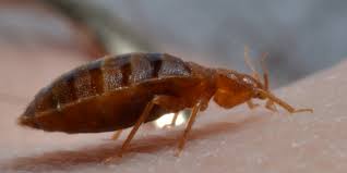 Pests are vectors of disease and a danger to your family's health. Commercial Pest Control Commercial Pest Management Stl