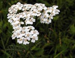 Common Yarrow Plants Of Abisko National Park Inaturalist