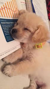 Pin On Puppy Porn
