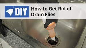 Drain flies have a unique look compared to other similar flies. How To Get Rid Of Kill Drain Flies Treatment Control Guide