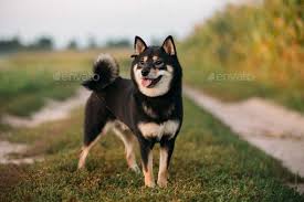 Black And Tan Shiba Inu Beautiful Young Black And Tan Shiba Inu Dog Sitting Outdoor In G In 2020 Shiba Inu Dog Shiba Inu Shiba Inu Black
