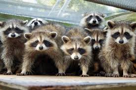 Raccoons Fun Facts Yankee Magazine Cute Raccoon Raccoon Cute Animals