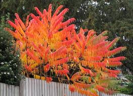 Sumac Tree Trees To Plant Garden Shrubs Garden Trees
