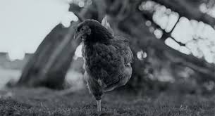 Russian filmmaker viktor kossakovsky's mesmerizing achievement removes humans from the picture to. Gunda Film Review Spirituality Practice