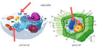Maybe you would like to learn more about one of these? Difference Between Plant And Animal Cells Science Trends