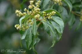 Image result for Heteropyxis natalensis