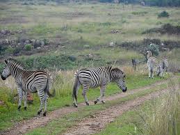 Groenkloof Nature Reserve Gauteng South Africa Africa Business Directory Prodafrica Business Directory Show Your Business To The World Groenkloof Nature R Lugares Turisticos Turistico