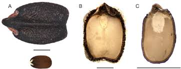 Image result for Cantinoa americana