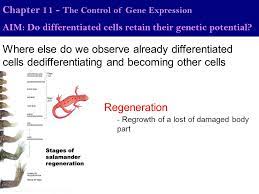 Chapter 11 The Control Of Gene Expression Ppt Download