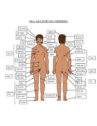 It is the central part of the body, and it is from here that the neck and the limbs extend. File Female Body Parts Pdf Wikimedia Commons